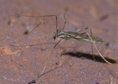Erioptera