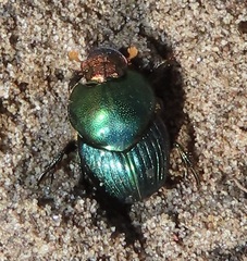 Proagoderus aureiceps