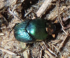Proagoderus aureiceps