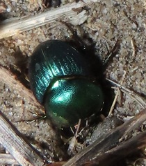 Proagoderus aureiceps