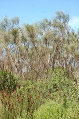 Psoralea pullata