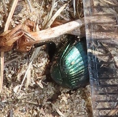 Proagoderus aureiceps
