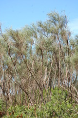 Psoralea pullata