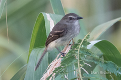 Cnemotriccus fuscatus