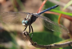 Orthetrum robustum