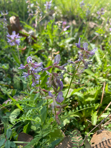 Ozark milkvetch (Astragalus distortus)