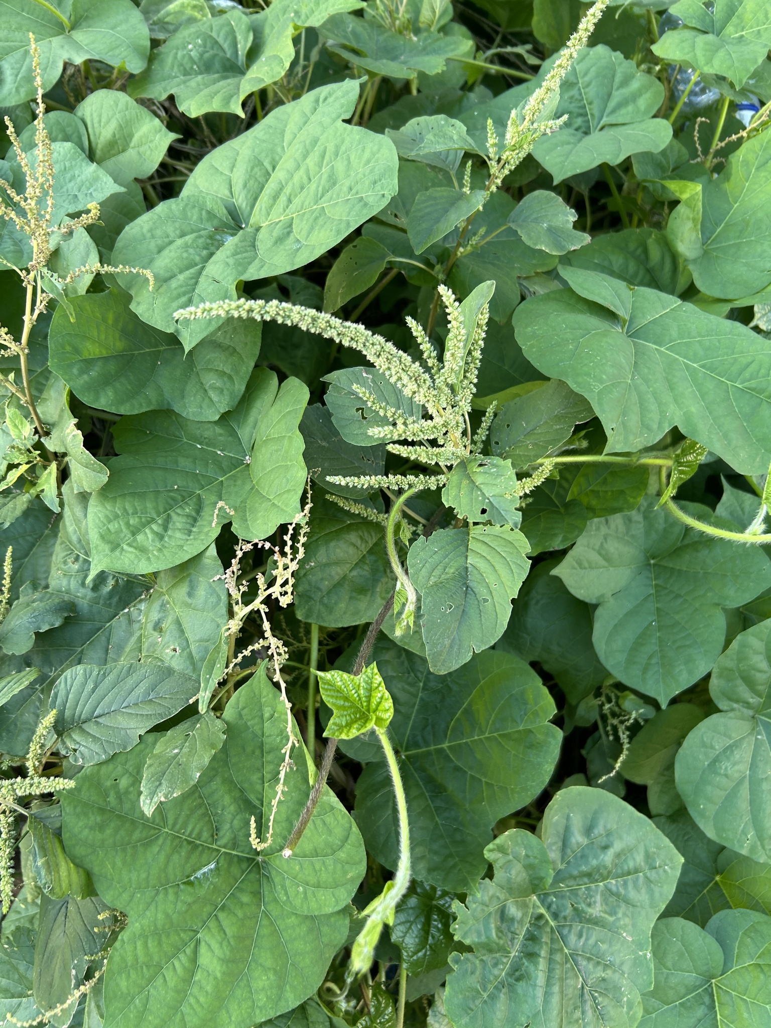 Green Amaranth (Amaranthus viridis)