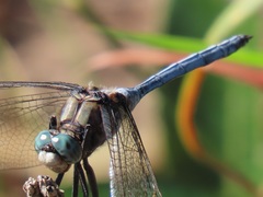 Orthetrum robustum