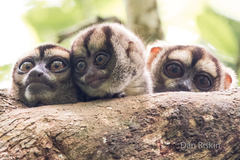 Spix's Night Monkey photo 3