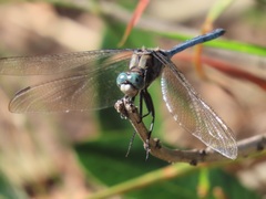 Orthetrum robustum