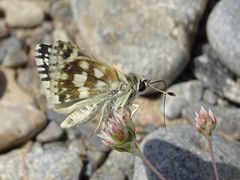 Spialia doris