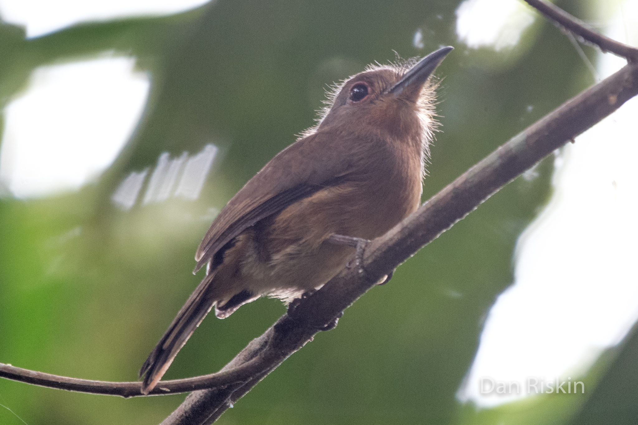 Brown Nunlet (Nonnula brunnea), photo 2