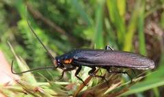 Pseudoderopeltis