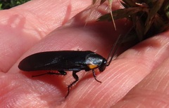 Pseudoderopeltis