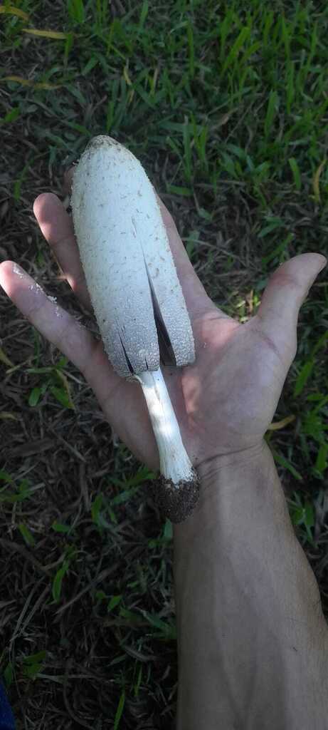 Coprinus comatus · March 2026 · photo: © pedrogarabaya (iNaturalist, CC)