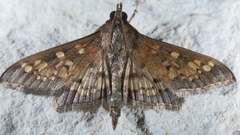 Diacme elealis