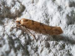 Argyresthia alternatella