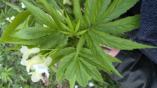 Kitaibel's bittercress (Cardamine kitaibelii)