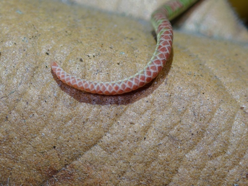 Hagen’s Pitviper