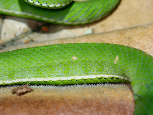 Hagen’s Pitviper