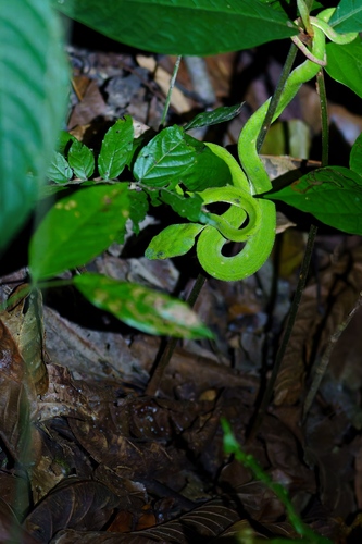 Hagen’s Pitviper