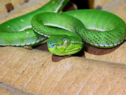 Hagen’s Pitviper