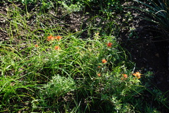 Castilleja affinis affinis