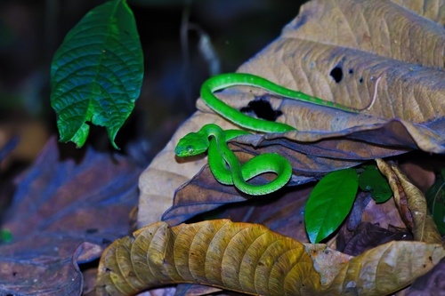 Hagen’s Pitviper