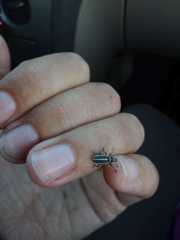 Eudiagogus episcopalis