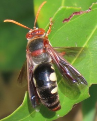 Stizus fuscipennis