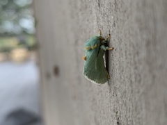 Coenobasis argentilinea