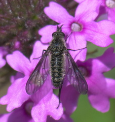 Aldrichia ehrmanii