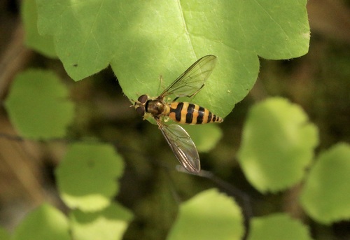 Unknown species found near Marin, California, United States