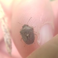 Eysarcoris ventralis