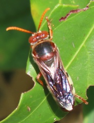 Stizus fuscipennis