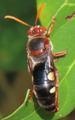 Stizus fuscipennis