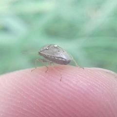 Eysarcoris ventralis