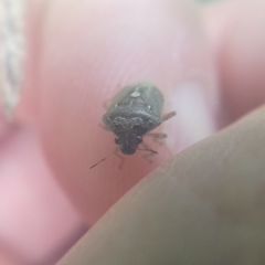 Eysarcoris ventralis