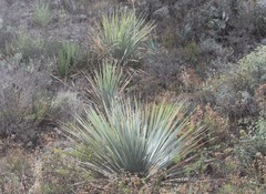 Dasylirion cedrosanum