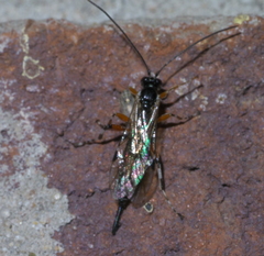 Itoplectis