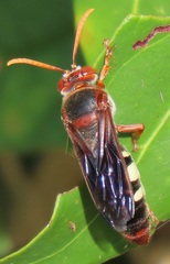 Stizus fuscipennis