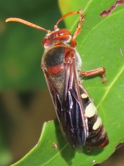 Stizus fuscipennis