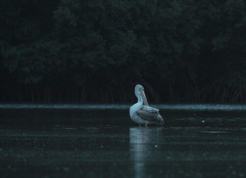 iNaturalist: (c) Silviu Petrovan, some rights reserved (CC BY-NC), uploaded by Silviu Petrovan iNaturalist image