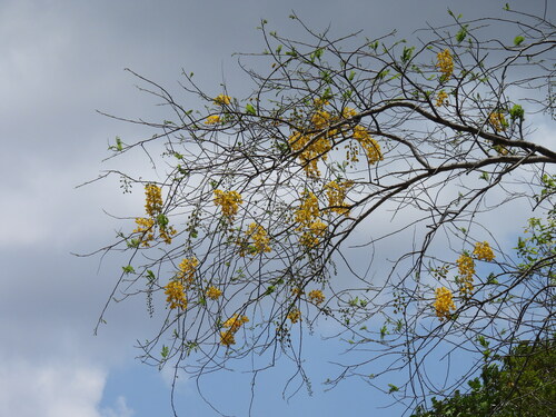 Cassia fastuosa observed 2024-09-29