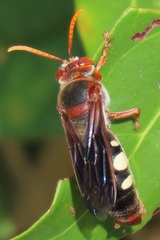 Stizus fuscipennis