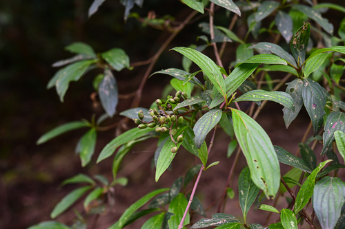 Cornus quinquenervis