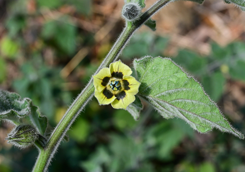 Cape gooseberry