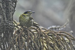 Ampelioides tschudii