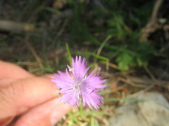 Dianthus benearnensis