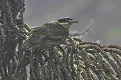 Ampelioides tschudii